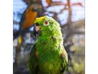 Adopt Cleo a Amazon bird in Elizabeth, CO (33294269)