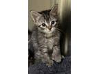 Adopt Dexter a Gray or Blue Domestic Shorthair / Mixed Breed (Medium) / Mixed