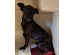 Adopt jani a Black Mixed Breed (Small) / Mixed Breed (Medium) / Mixed (short