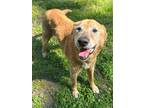 Adopt Jake a Tan/Yellow/Fawn Labrador Retriever / Golden Retriever / Mixed dog