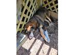 Adopt Arrow a Brown/Chocolate Norwegian Elkhound / Mutt / Mixed dog in