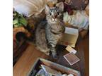 Adopt Shetland a Domestic Shorthair / Mixed (short coat) cat in Fond du Lac