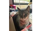 Adopt Gremlin (Cleo) a Brown Tabby Domestic Shorthair / Mixed (short coat) cat