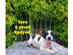 Adopt Yara a White - with Black Mixed Breed (Small) / Mixed dog in Murrieta