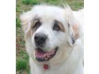 Adopt Mac a White - with Brown or Chocolate Great Pyrenees / St.