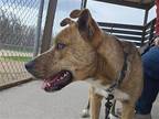 Adopt Darla a Shepherd (Unknown Type) / American Pit Bull Terrier / Mixed dog in