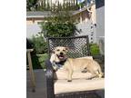 Adopt Buddy a Tan/Yellow/Fawn Mutt / Mixed dog in West Hollywood, CA (41096004)