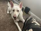 Adopt River a White German Shepherd Dog / Mixed dog in Greenville, SC (41334059)