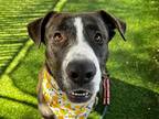 Adopt ZANE a Black - with White English Pointer / Labrador Retriever / Mixed dog