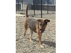 Adopt Jello a Brown/Chocolate Mixed Breed (Small) / Mixed Breed (Medium) / Mixed