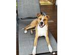 Adopt Fenway a Tan/Yellow/Fawn - with White Mutt / Mixed dog in Hillsborough
