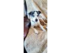 Adopt Lance a Rat Terrier / Mixed dog in new london, WI (41217405)