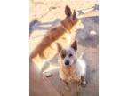 Adopt RANDY a Merle Australian Cattle Dog / Mixed dog in Pena Blanca