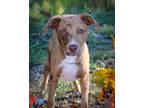 Adopt Levi a Red/Golden/Orange/Chestnut - with White Catahoula Leopard Dog /
