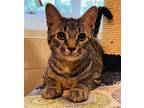 Adopt Candy KITTEN a Gray, Blue or Silver Tabby Domestic Shorthair / Mixed