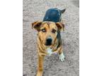 Adopt BLUEY a Tricolor (Tan/Brown & Black & White) Cattle Dog / Husky / Mixed