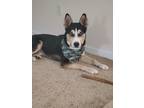 Adopt Smokey a Black - with Tan, Yellow or Fawn Husky / Mixed dog in