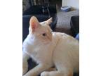 Adopt Cloud a White (Mostly) Domestic Mediumhair / Mixed (medium coat) cat in
