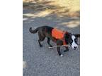 Adopt Bronx a Brindle - with White Border Collie / Mutt / Mixed dog in San