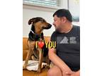 Adopt Grace Benavidas Princess Buttercup a Black German Shepherd Dog dog in
