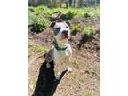Adopt Bluey a Brindle American Pit Bull Terrier / Mixed Breed (Medium) / Mixed