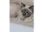 Adopt Autry a Gray or Blue Siamese (short coat) cat in Victoria, TX (41333881)