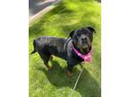 Adopt Zelda a Black - with Brown, Red, Golden, Orange or Chestnut Rottweiler /