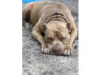 Adopt Karma a Cane Corso / Mixed Breed (Medium) / Mixed dog in WAYNESVILLE