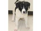Adopt Denver a White Terrier (Unknown Type, Medium) dog in Forrest City