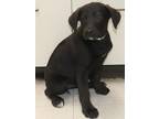 Adopt Blossom a Black Labrador Retriever dog in Forrest City, AR (41333759)