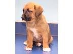 Adopt Lacey a Tan/Yellow/Fawn Black Mouth Cur dog in Forrest City, AR (41333752)