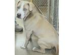 Adopt Josie a Gray/Blue/Silver/Salt & Pepper Staffordshire Bull Terrier dog in