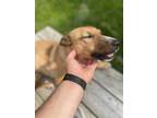 Adopt Flower a Tan/Yellow/Fawn Australian Cattle Dog / Australian Cattle Dog /