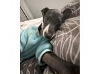 Adopt Biggie a Gray/Blue/Silver/Salt & Pepper Italian Greyhound / Mixed dog in