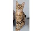 Adopt Eclipse a Bengal / Mixed (short coat) cat in Ft. Lauderdale, FL (41333717)