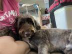Adopt Carson a Brown/Chocolate Portuguese Water Dog / Mixed dog in Landenberg