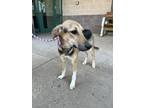 Adopt Viviane a Tricolor (Tan/Brown & Black & White) Beagle / Mixed Breed