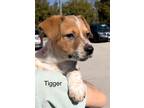 Adopt Tigger a White - with Brown or Chocolate Australian Cattle Dog / Labrador