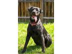 Adopt Reba a Rottweiler / Labrador Retriever / Mixed dog in Gloversville