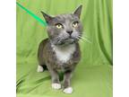 Adopt TOM a Gray or Blue (Mostly) Russian Blue (short coat) cat in Irvine