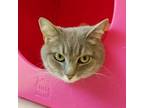 Adopt Bella 4012 a Gray, Blue or Silver Tabby Domestic Shorthair cat in