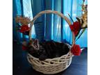 Adopt Kiki a Brown Tabby Domestic Mediumhair / Mixed (medium coat) cat in Spring