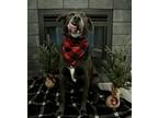 Adopt Loki a Black - with Gray or Silver Labrador Retriever / Husky / Mixed dog