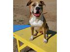 Adopt Nina a Pit Bull Terrier / Mixed dog in Stagecoach, NV (39174545)