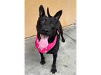 Adopt Luna a Black Pit Bull Terrier / Mixed dog in Stagecoach, NV (41121386)