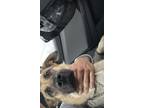 Adopt Cami a Black - with Tan, Yellow or Fawn German Shepherd Dog / German