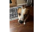 Adopt Hank a White - with Tan, Yellow or Fawn Labrador Retriever / Collie /
