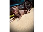 Adopt Studley a Black - with White American Staffordshire Terrier / Mixed dog in