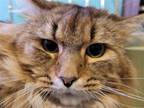 Adopt Henry a Domestic Mediumhair / Mixed cat in Traverse City, MI (40325181)