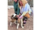 Adopt Jake a Tricolor (Tan/Brown & Black & White) Akita / Mixed dog in Toms